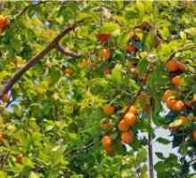 Sajenje Apricot spomladi