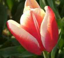 Sajenje tulipanov v jeseni