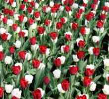 Sajenje tulipanov spomladi