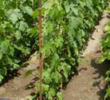 Sajenje grozdje v jeseni