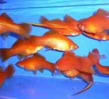 Sladkovodne ribe akvarij