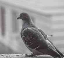 Prijava - golob je sedel na oknu