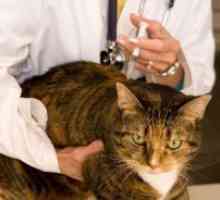 Cepljenje za mačke