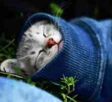 Prehladi pri mačkah - Simptomi