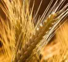 Pšenični drobljenec - koristi in škoduje