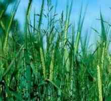 Pšenična trava - kako se znebiti?