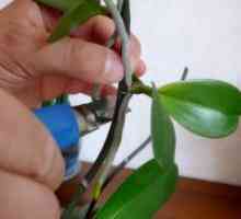 Razmnoževanje orhidej doma