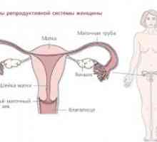 Reproduktivne organe
