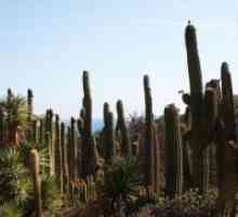 Homeland notranji kaktus