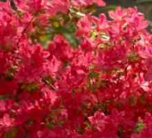 Rododendroni - hladno odporne sorte