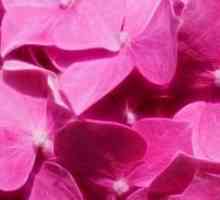 Rožnata barva se v psihologiji
