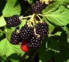 Vrt blackberry