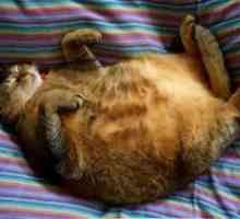 Sladkorna bolezen pri mačkah - Simptomi