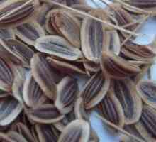 Janeževih semen - zdravilne lastnosti in kontraindikacije