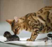 Koliko mucek mačka rodi prvič?