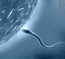 Kako dolgo bi moral sperme zanositi?