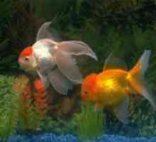 Koliko živo akvarij zlate ribice?