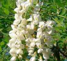 Sophora japonica - zdravilne lastnosti in kontraindikacije