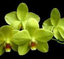 Sorte orhidej