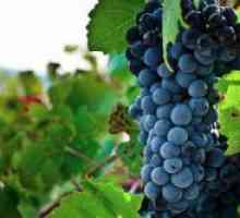 Sort grozdja za vino