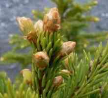 Pine brsti - zdravilne lastnosti