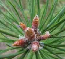 Pine brsti - zbiranje in priprava