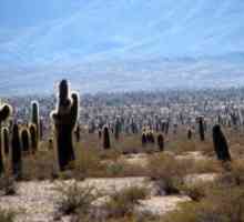 Kaktus Habitat