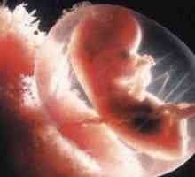 Razvoj zarodka faze