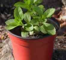 Stevia - raste iz semena doma