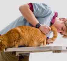 Stop cistitis za mačke