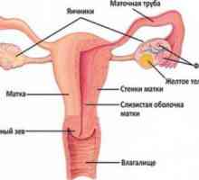 Struktura ženskih reproduktivnih organov