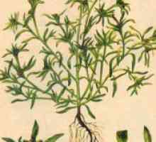 Cottonweed - zdravilne lastnosti in kontraindikacije