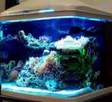LED svetilke za akvarij