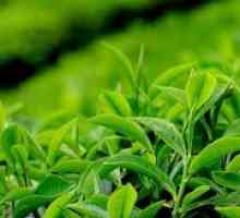 Lastnosti zelenega čaja