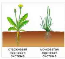 Vrste koreninskega sistema