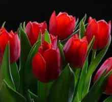Tulipani - sajenje in nego na prostem