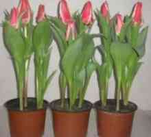 Tulipani doma