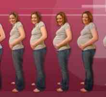Trimesečje nosečnosti tedna po tednu
