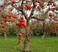 Gnojila za jabolko jeseni