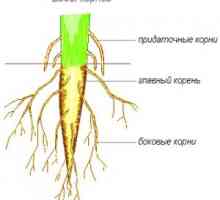 Vrste korenine in vrste koreninskega sistema