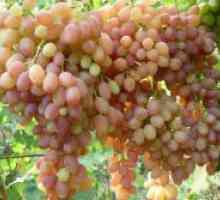 Sultanine grozdje "sijoča"