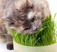 Vitamini za mačke z izgubo las