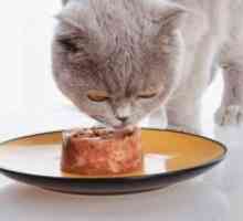 Mokra hrana za mačke