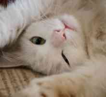 Ali baldrijana za mačke je škodljivo?