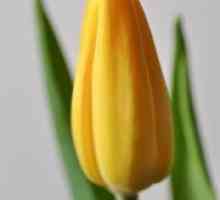 Vsiljevanje tulipani za 8. marec