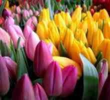 Vsiljevanje tulipani v domu