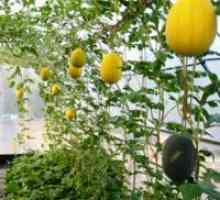 Gojenje melone v rastlinjaku