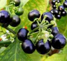Raste iz semena Sunberry
