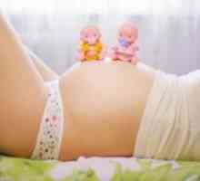 Rumeno telesce med nosečnostjo: Dimenzije