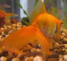 Zlata ribica - vsebina v akvariju